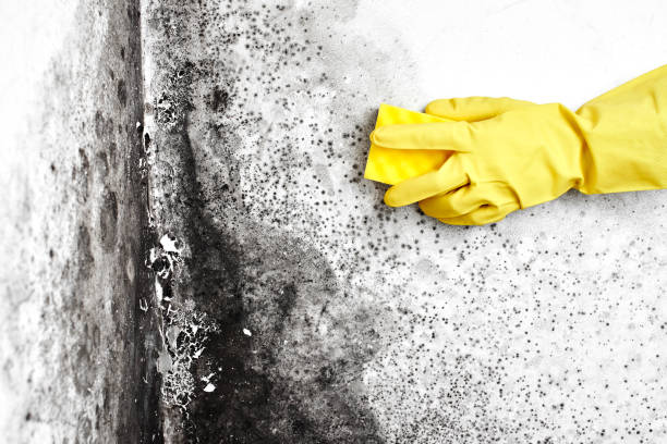 Best Mold Cleaning Services  in Alma, NE