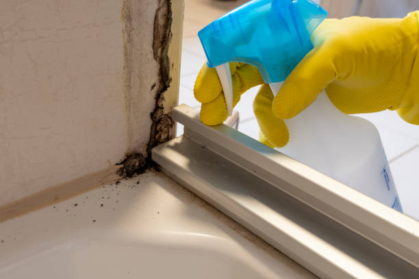 Best Black Mold Removal  in Alma, NE