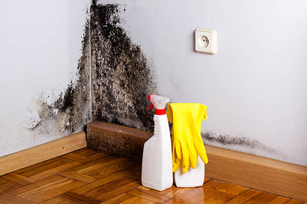 Best Local Mold Removal Service  in Alma, NE