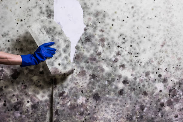 Best Crawl Space Mold Removal  in Alma, NE