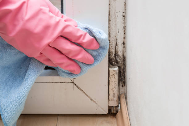 Trusted Alma, NE Mold Removal Experts